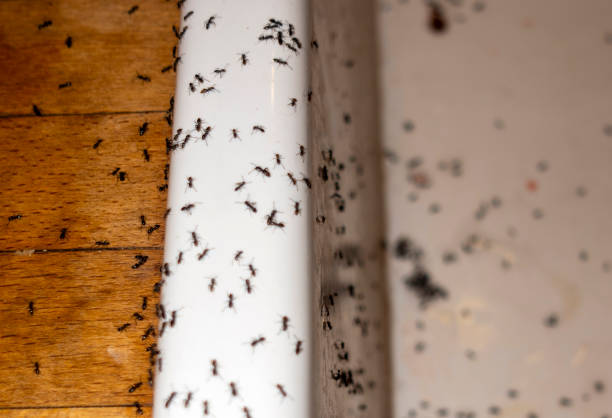 New Hackensack, NY Pest Control Company