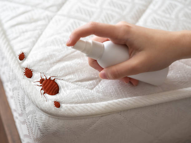 Reliable New Hackensack, NY Pest Control Solutions