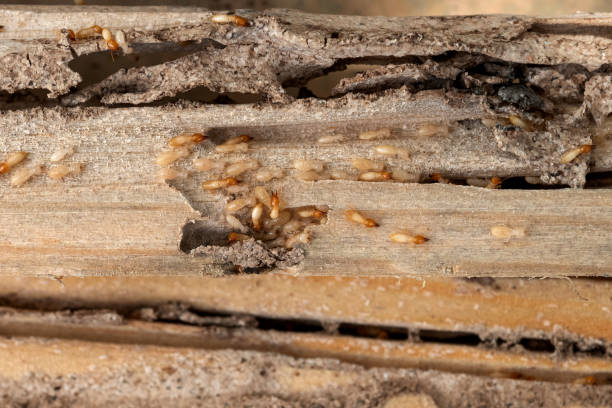 Best Flea Control Services  in New Hackensack, NY
